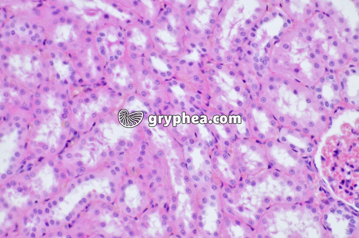 Epithelium unistratifié Rein Singe x100 - gryphea.com